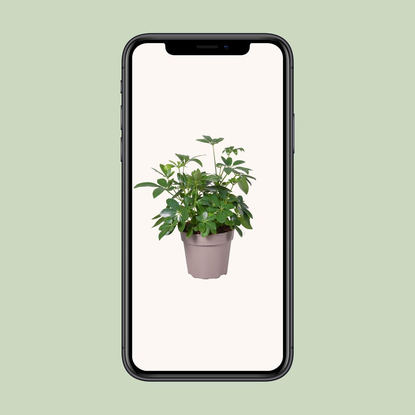 Schefflera Arboricola - Ø15cm - ↕45cm - Pflanzfix24