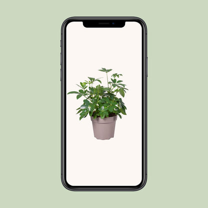Schefflera Arboricola - Ø15cm - ↕45cm - Pflanzfix24
