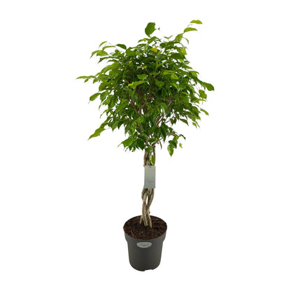 Ficus Benjamina Exotica Geflechtstamm - Ø24cm - ↕100cm - Pflanzfix24