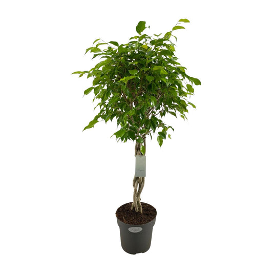 Ficus Benjamina Exotica Geflechtstamm - Ø24cm - ↕100cm - Pflanzfix24