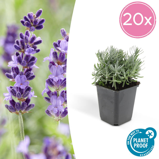20x Lavandula 'Hidcote' - 10-25cm - Ø9cm - Pflanzfix24.de - Pflanzfix24.de