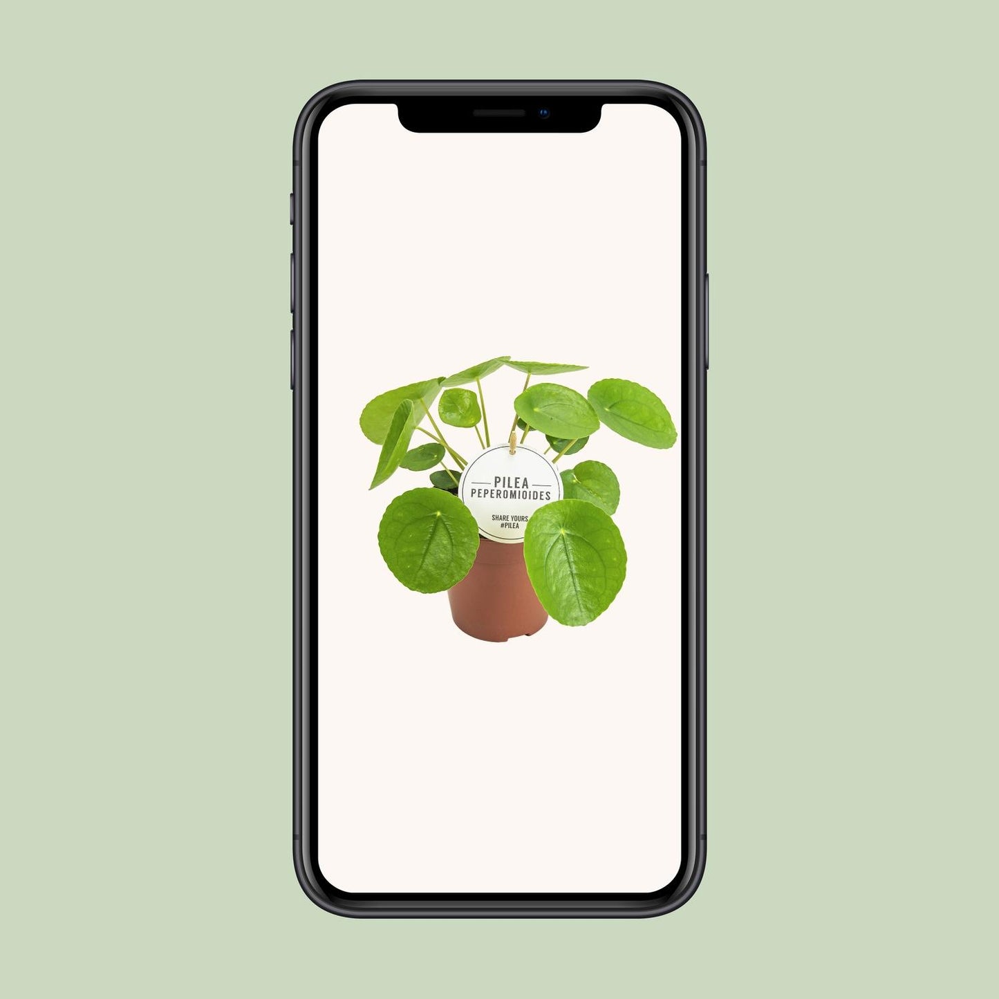 Pilea Peperomioides Ø13cm – kompakte Aluminium-Pflanze | Pflanzfix24