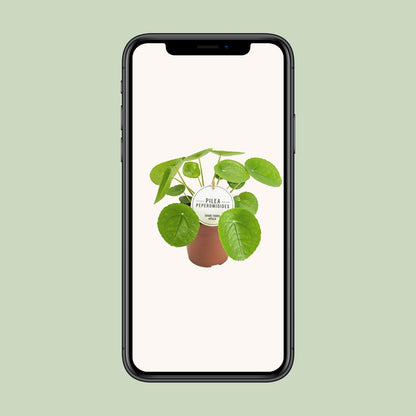 Pilea Peperomioides Ø13cm – kompakte Aluminium-Pflanze | Pflanzfix24