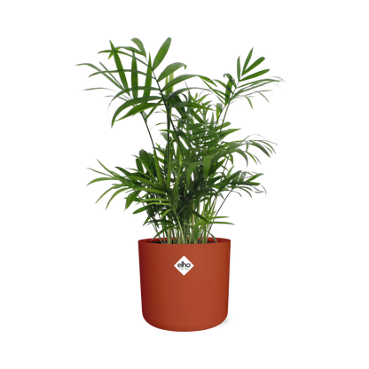 Chamaedorea in ELHO b.for soft rond 14cm brique - Pflanzfix24