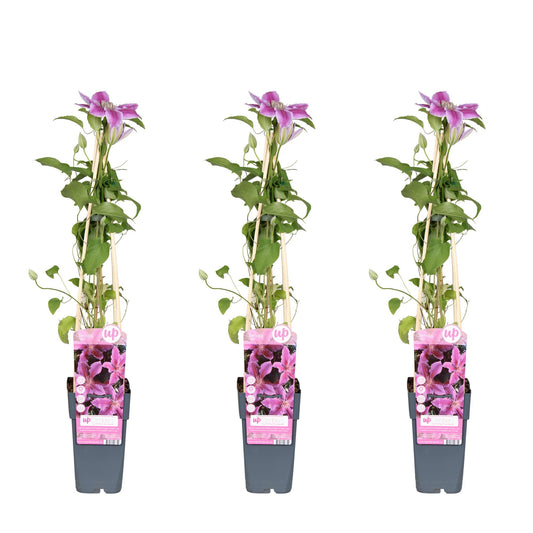 3x - Clematis Tudor - ↨65cm - Ø15 - Pflanzfix24