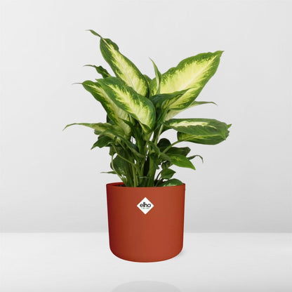 Dieffenbachia 'Camilla' in ELHO b.for soft rond 14cm brique - Pflanzfix24