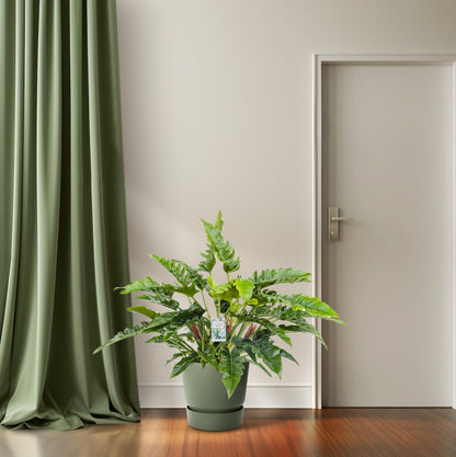 Philodendron Rambo - Ø27cm - ↕65cm bei Pflanzfix24