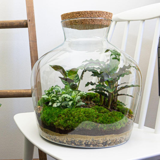 Flaschengarten - Fat Joe - DIY Terrarium Set - 30 cm - Pflanzfix24