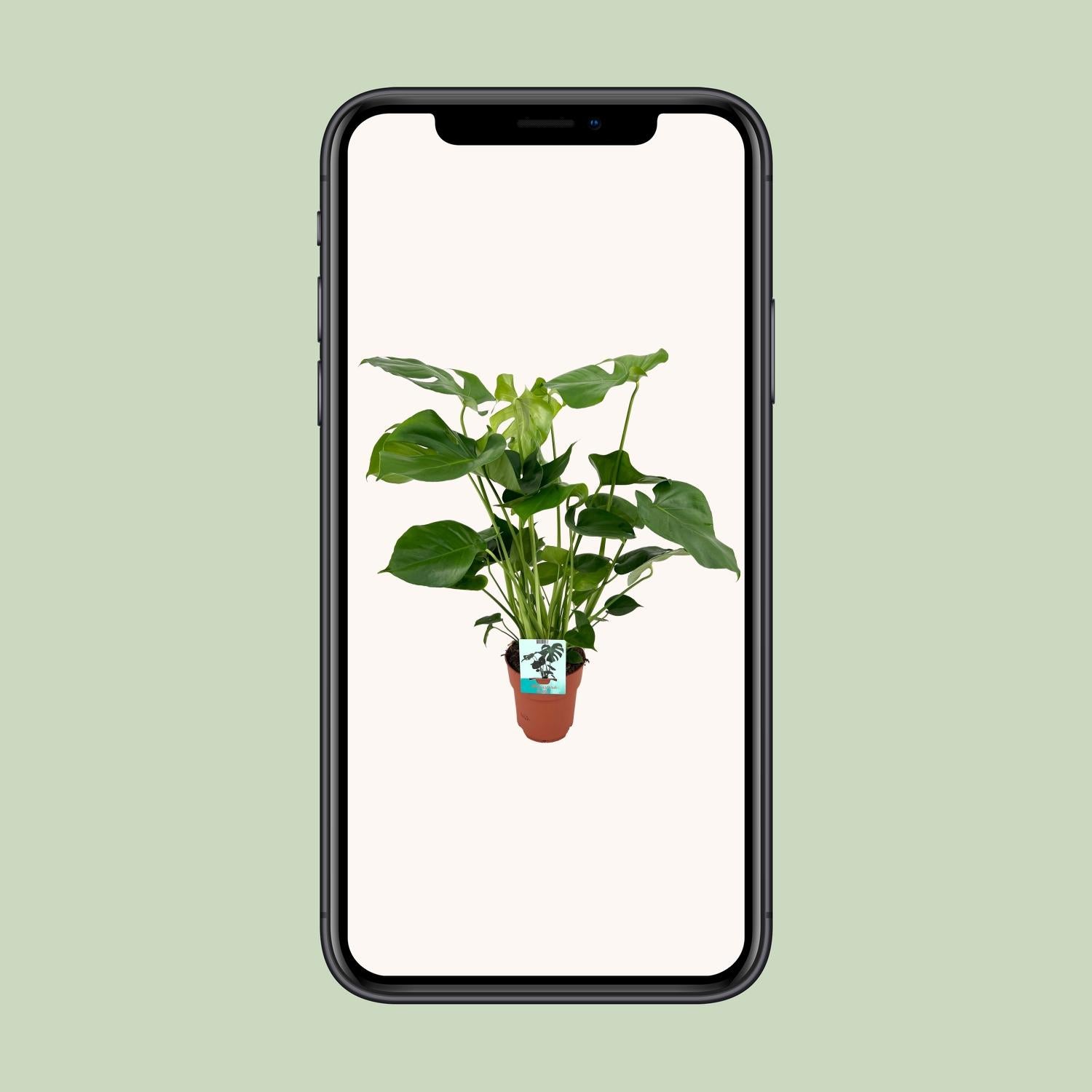 Monstera Deliciosa Ø19cm – 60 cm Zimmerpflanze | Pflanzfix24.de - Pflanzfix24.de