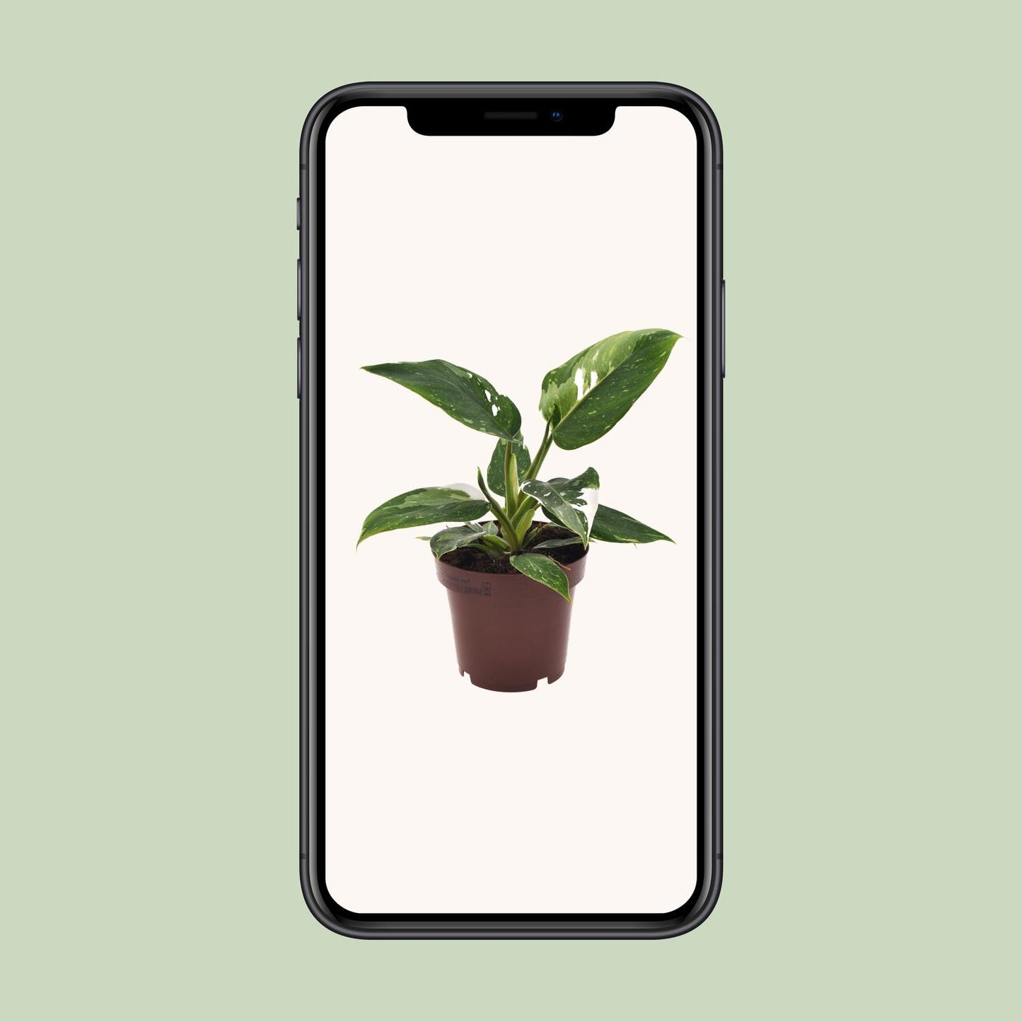Philodendron White Princess - Ø12cm - ↕25cm - pflanzfix24