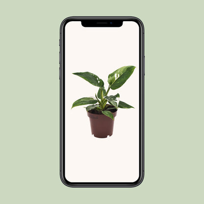 Philodendron White Princess - Ø12cm - ↕25cm - pflanzfix24