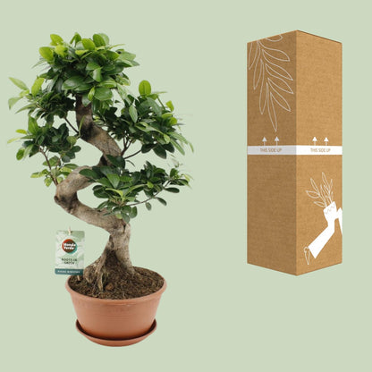 Ficus Ginseng - Ø22cm - ↕60cm - Pflanzfix24