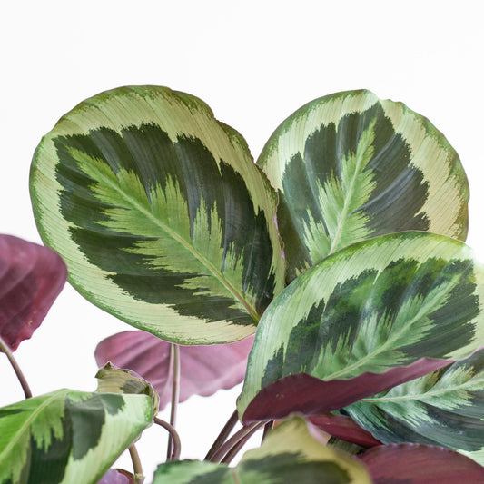 Calathea Medaillon mit Sofia-Korb natur - 65cm - Ø21 - Pflanzfix24.de - Pflanzfix24.de