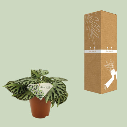 Begonia Silver Jewell - Ø15 ↕30 von Pflanzfix24