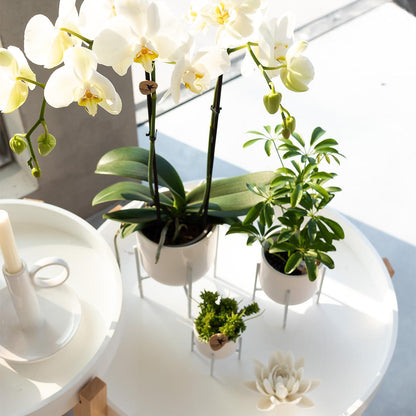 Kolibri Orchids | weiße Phalaenopsis-Orchidee - Dame Blanche - Topfgröße Ø12cm - Pflanzfix24