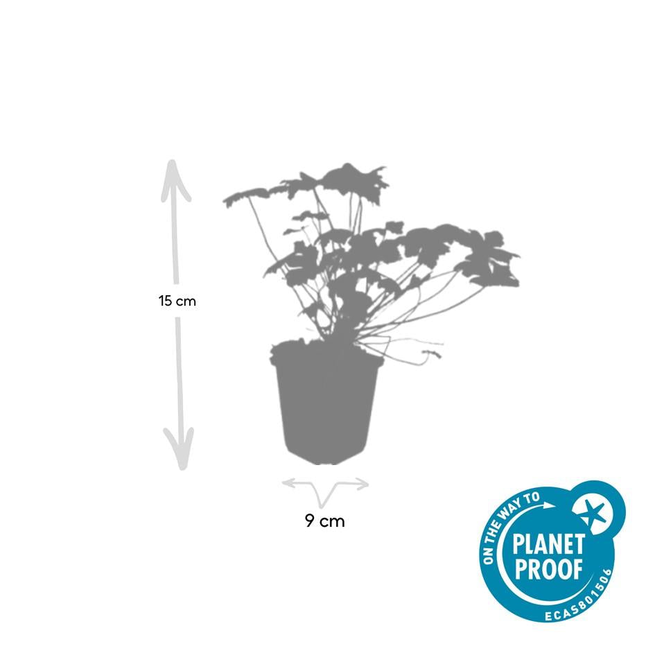 20x Premium Geranium macr. 'Czakor' (↕10-25cm - Ø9cm) von Pflanzfix24.de - Pflanzfix24.de