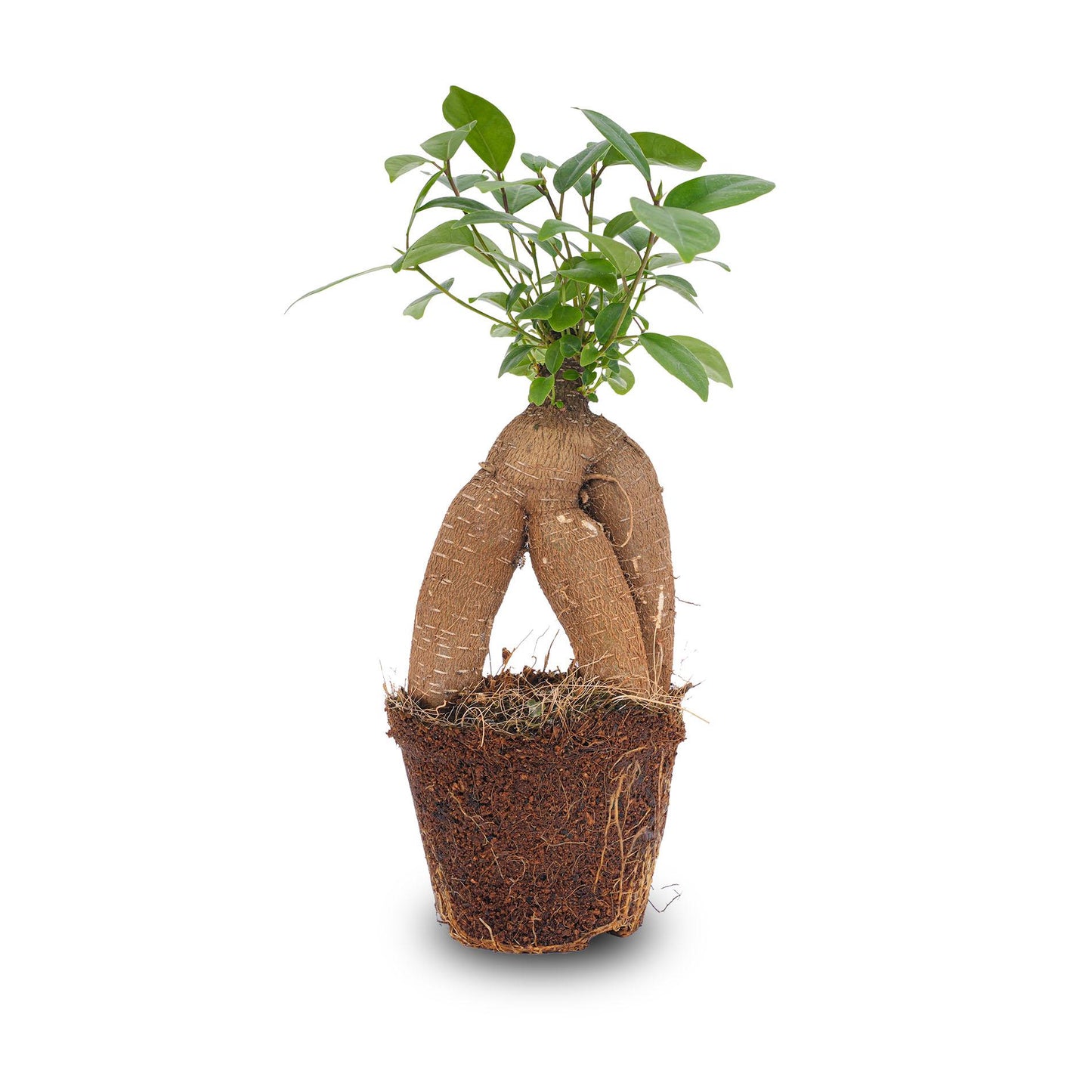 Ficus microcarpa ginseng bonsai - Potmaat 9 bei Pflanzfix24.de - Pflanzfix24.de