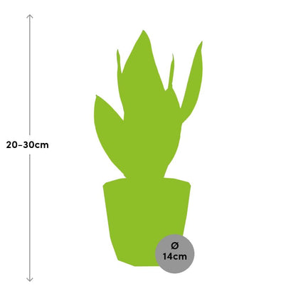 Sansevieria Futura Superba in ELHO b.for rock 14 cm warm grey - Pflanzfix24