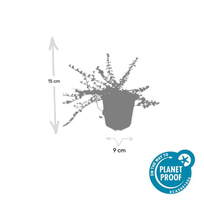 20x Euonymus fort. 'Minimus' - Pflanzfix24.de - Robuste Bodendecker, ↕10-25cm, Ø9cm - Pflanzfix24.de