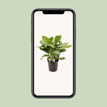 Aloe Vera 'Silver Bay' (Aloe) - Pflanzfix24