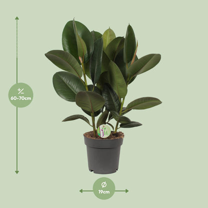 Ficus Robusta - Ø19cm - ↕50cm - Pflanzfix24
