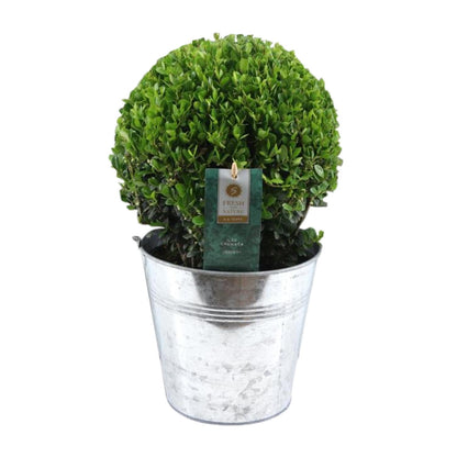 Ilex Crenata 'Jenny'® Ball Ø20cm P17 In Zinc Old-Look - Pflanzfix24