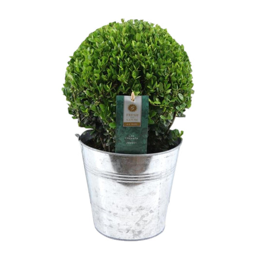 Ilex Crenata 'Jenny'® Ball Ø20cm P17 In Zinc Old-Look - Pflanzfix24