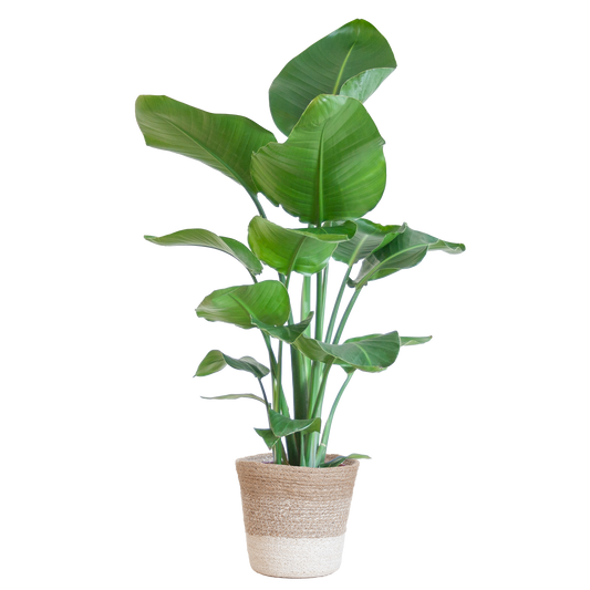 Strelitzia Nicolai 80 cm Ø19 mit Lissabon Korb weiß | Pflanzfix24.de - Pflanzfix24.de