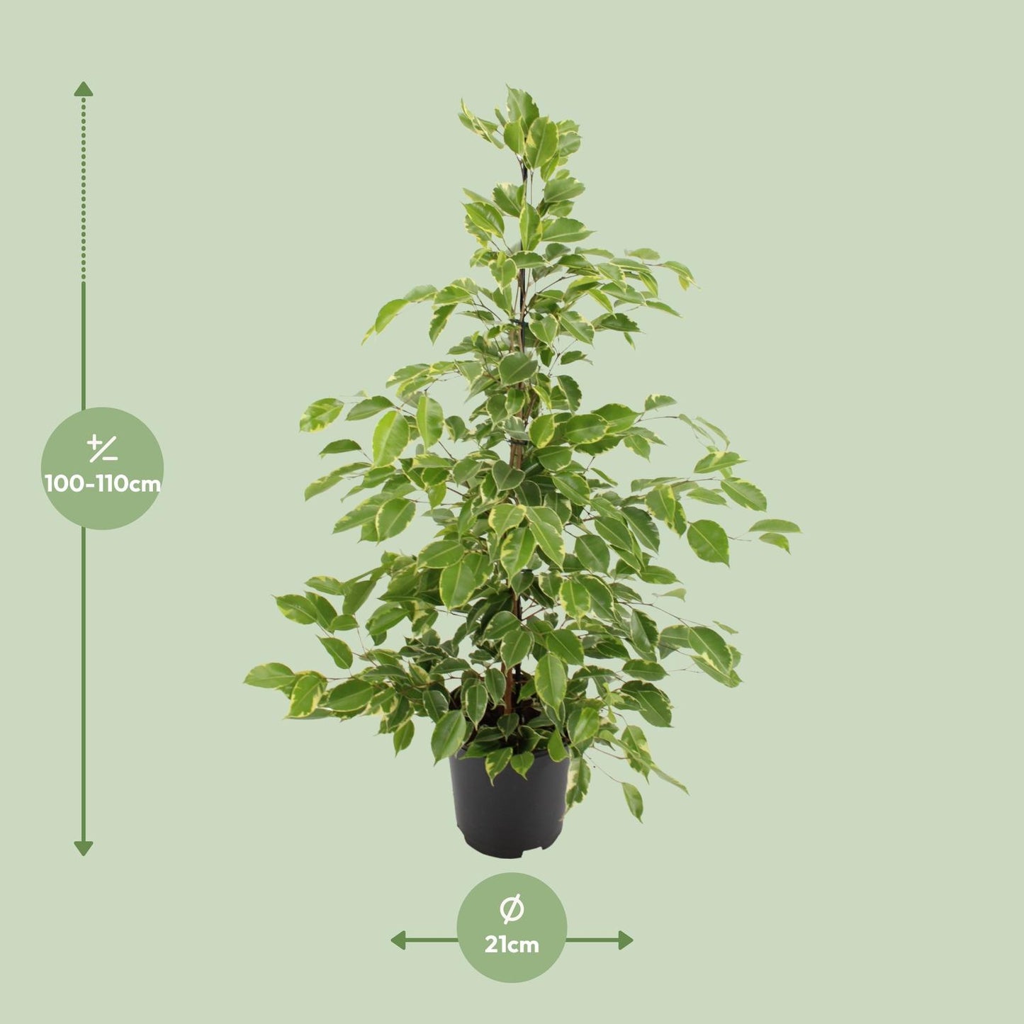 Ficus benjamina Goldenking - Ø21cm - ↕95cm bei Pflanzfix24