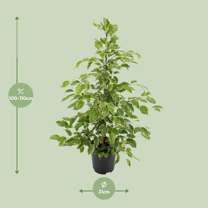 Ficus benjamina Goldenking - Ø21cm - ↕95cm bei Pflanzfix24