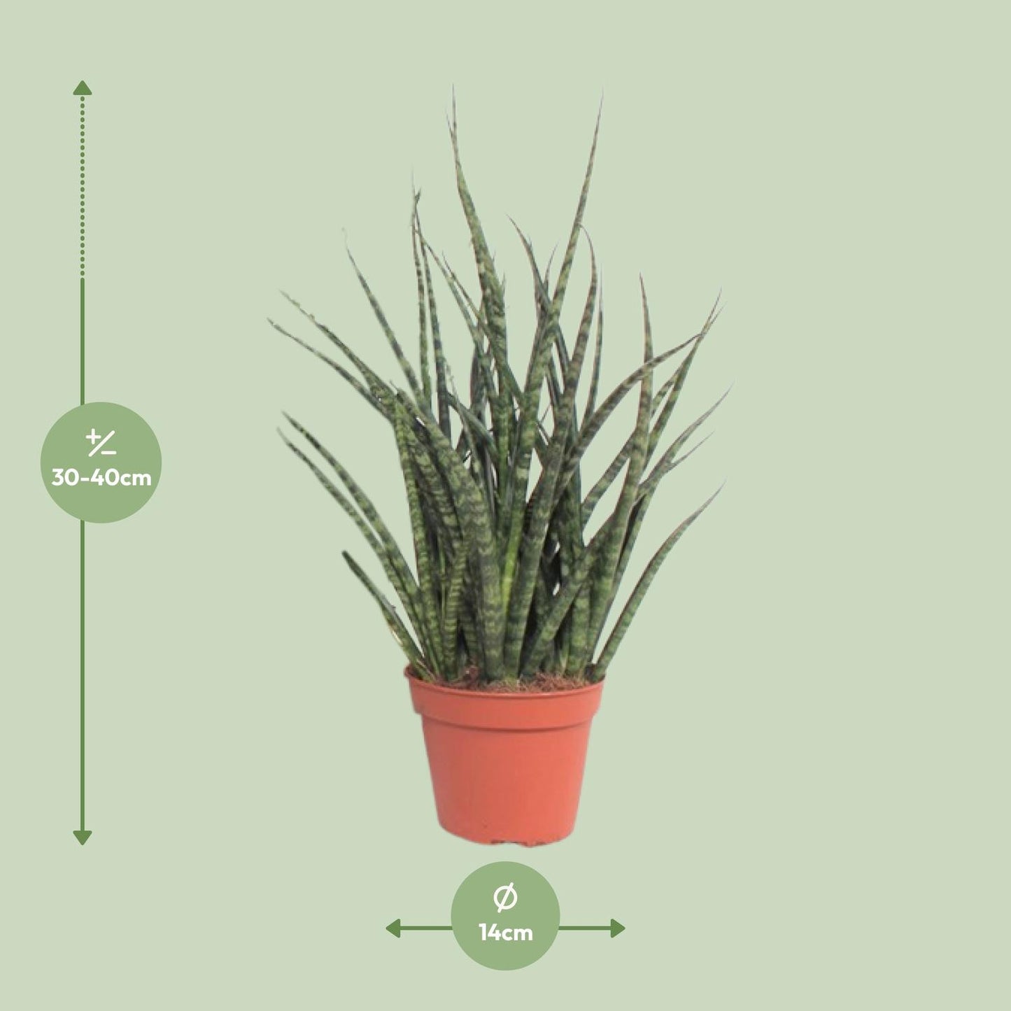 Sansevieria Fernwood Punk - Ø12cm - ↕30cm - Pflanzfix24