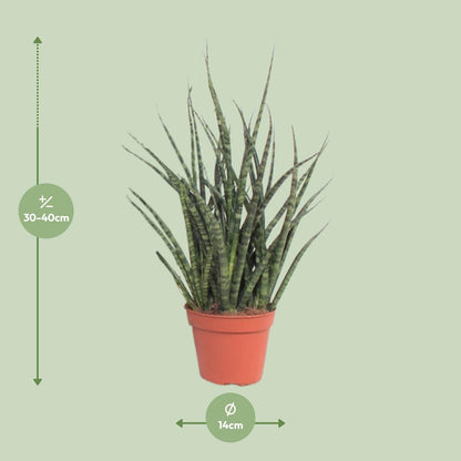 Sansevieria Fernwood Punk - Ø12cm - ↕30cm - Pflanzfix24