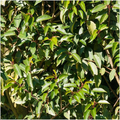 Pflanzfix24 - 1 Meter Portugiesischer Kirschlorbeer Hecke - Pflanzenset mit 6 winterharten Heckenpflanzen
