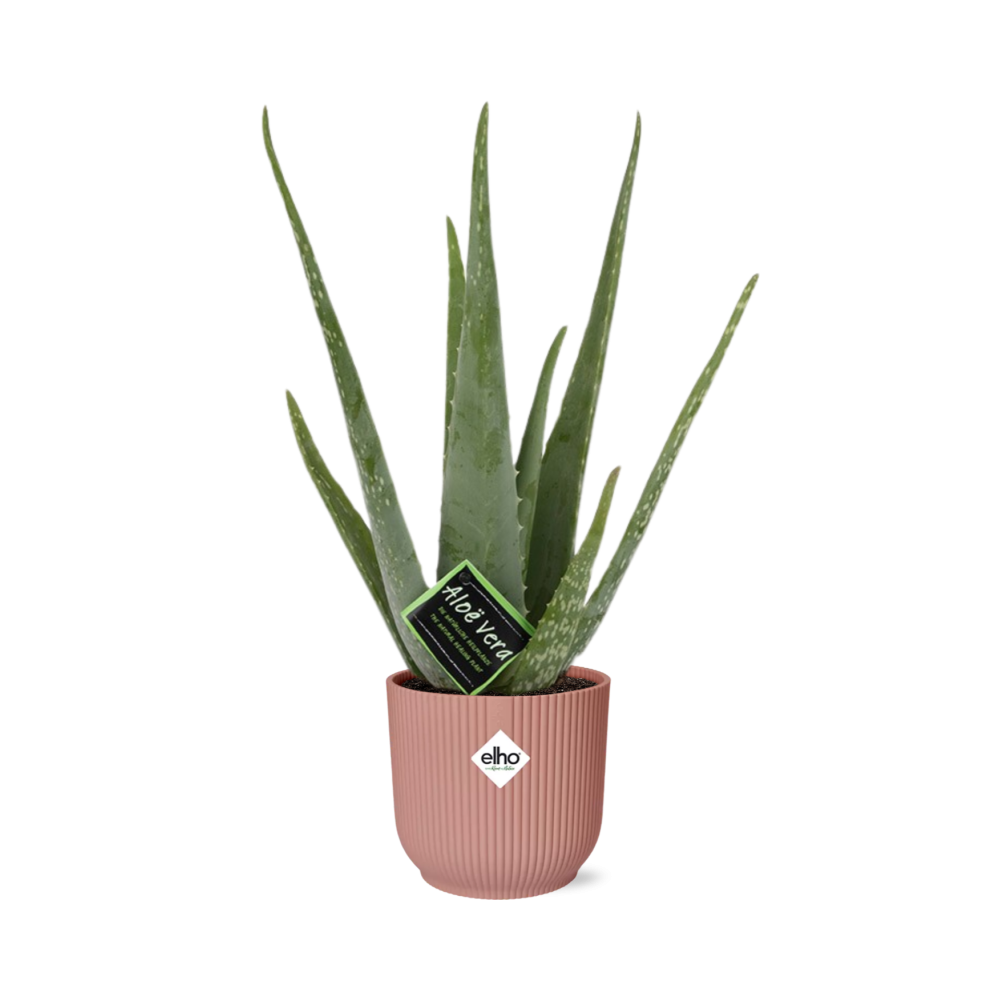Aloe Vera 12cm in ELHO Vibes Fold 14cm roze - Pflanzfix24