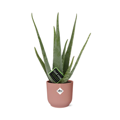 Aloe Vera 12cm in ELHO Vibes Fold 14cm roze - Pflanzfix24