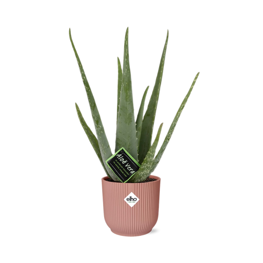 Aloe Vera 12cm in ELHO Vibes Fold 14cm roze - Pflanzfix24