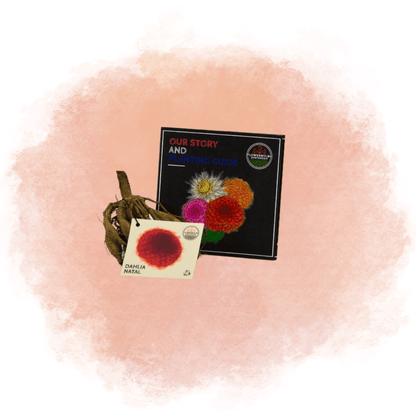 Dahlie Natal - 12 Knollen für 2 m², Kugelförmige Blumen - Pflanzfix24.de - Pflanzfix24.de