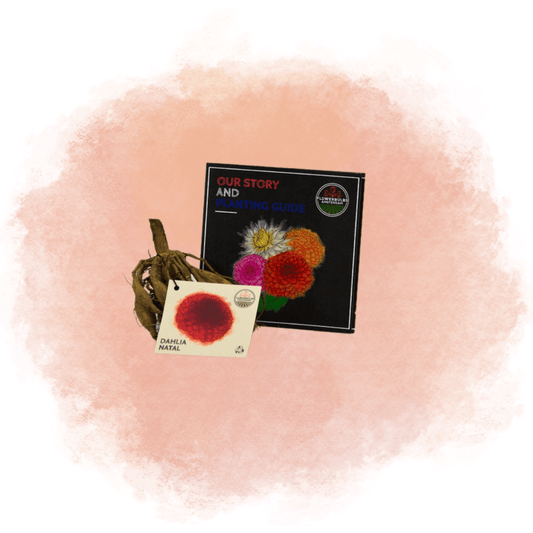 Dahlie Natal - 12 Knollen für 2 m², Kugelförmige Blumen - Pflanzfix24.de - Pflanzfix24.de