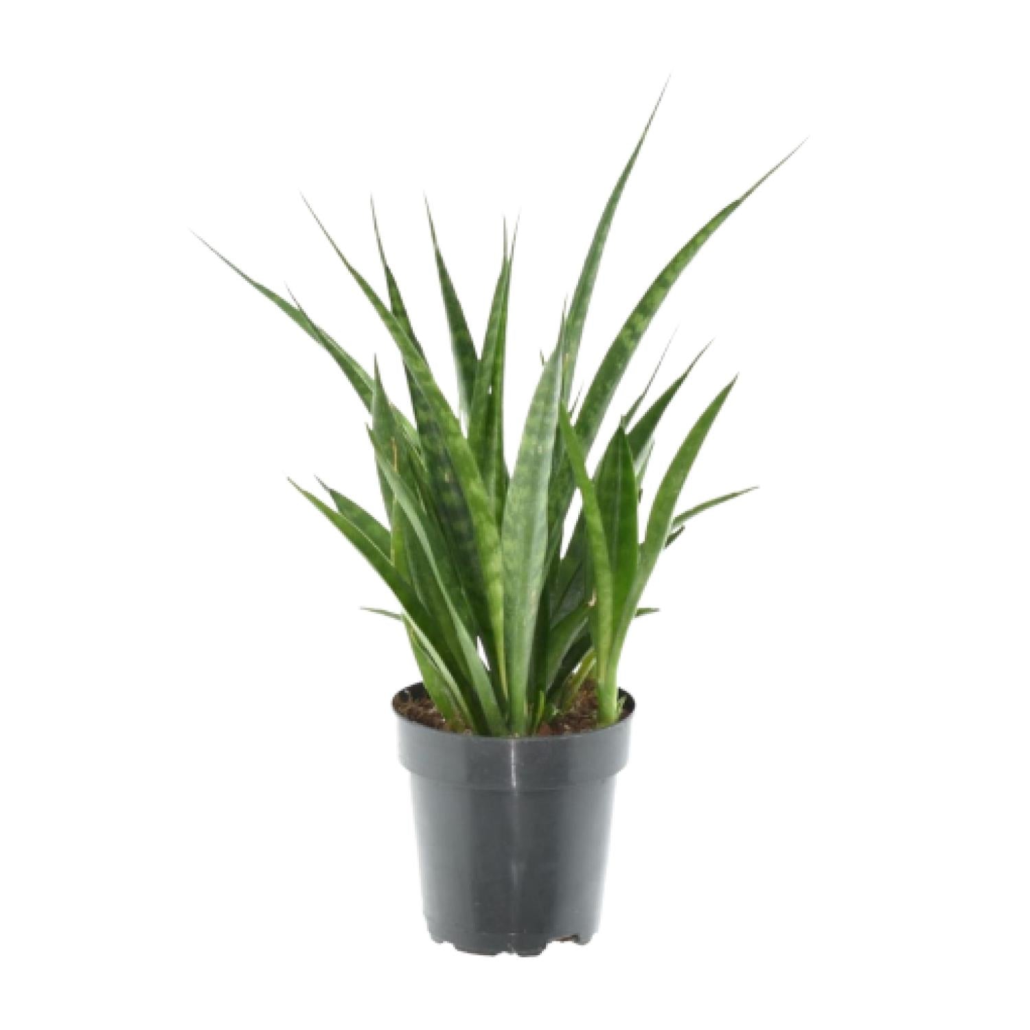 3x Sansevieria Kirkii - 38 cm - ø12 - Pflanzfix24.de - Pflanzfix24.de