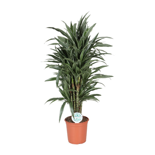 Dracaena Deremensis Warneckei - Zimmerpflanze - Pflanzfix24