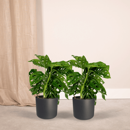 2x Monstera Monkey Leaf - Lochpflanze - 30cm - ø12 - Pflanzfix24.de - Pflanzfix24.de
