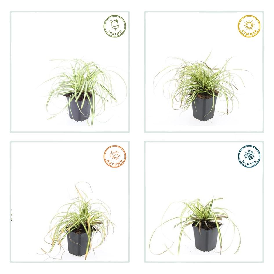 24x Carex oshim. 'Evergold' - Pflanzfix24