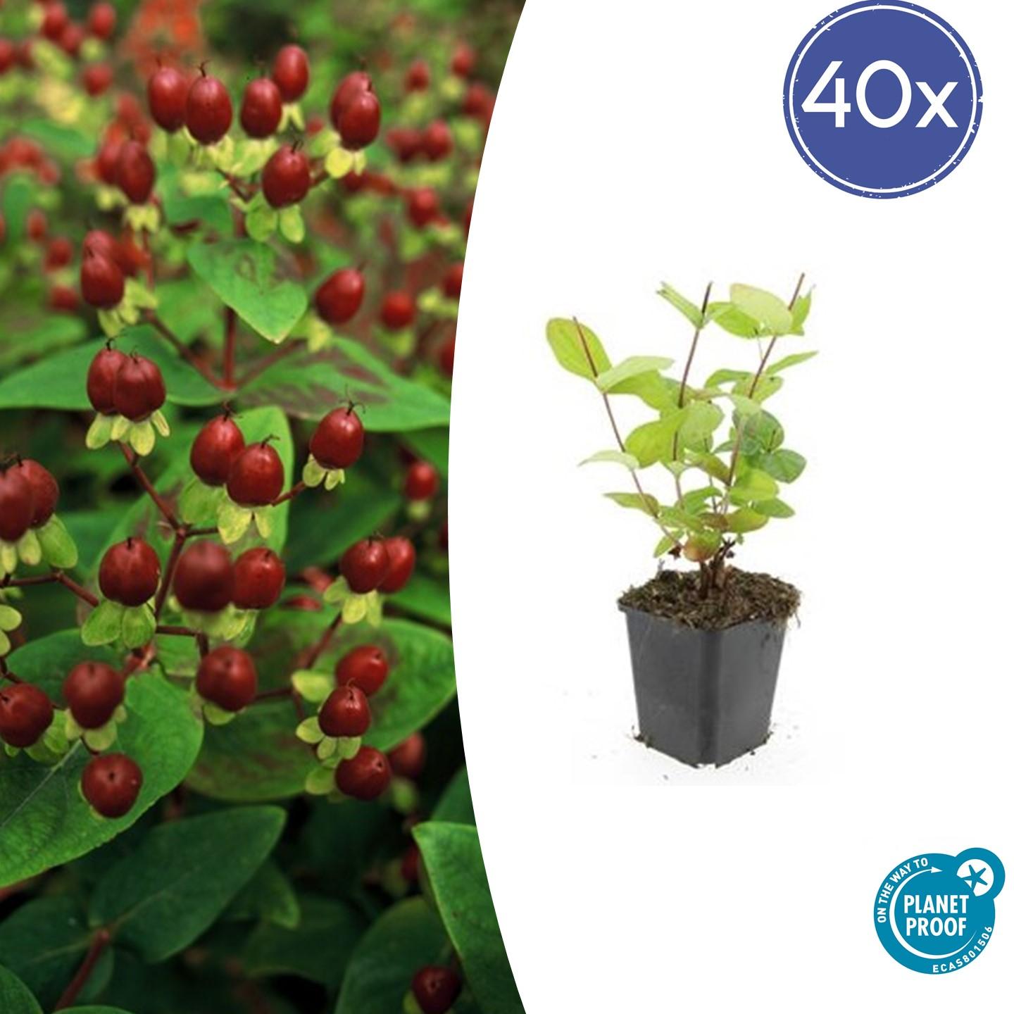 40x Hypericum inodorum 'Beauty' – Strauch mit goldgelben Blüten | Pflanzfix24