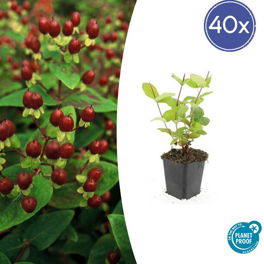 40x Hypericum inodorum 'Beauty' – Strauch mit goldgelben Blüten | Pflanzfix24