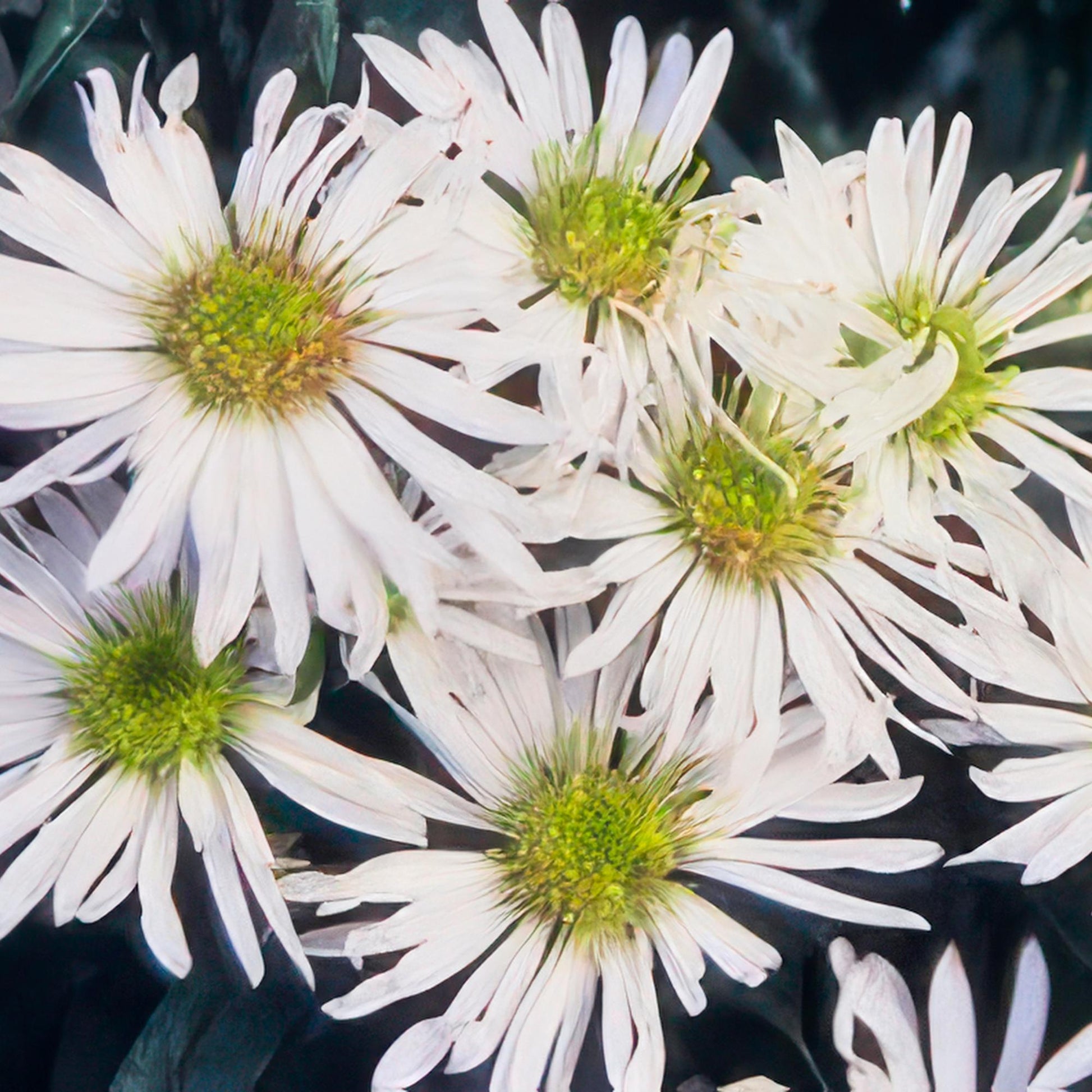 12x Aster ageratoides 'Ashvi' – Weiße Herbstaster | Pflanzfix24.de - Pflanzfix24.de