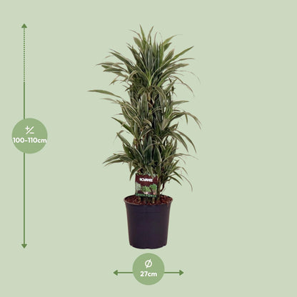 Dracaena Frag. Warneckei - Ø27cm - ↕110cm - Pflanzfix24