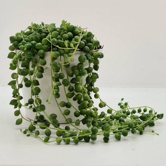 Senecio Rowleyanus - Ø11cm - ↕20cm - Pflanzfix24