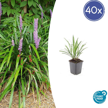 40x Liriope muscari 'Ingwersen' - ↕10-25cm - Ø9cm - Pflanzfix24.de - Pflanzfix24.de