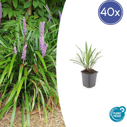 40x Liriope muscari 'Ingwersen' - ↕10-25cm - Ø9cm - Pflanzfix24.de - Pflanzfix24.de