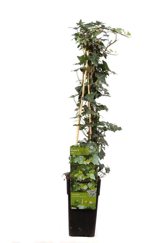 Hedera helix - Ø15cm - ↕65cm von Pflanzfix24.de - Pflanzfix24.de
